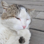 【画像】【カワイイけれど深刻被害も】猫から愛車を守る方法とは？ 〜 画像8